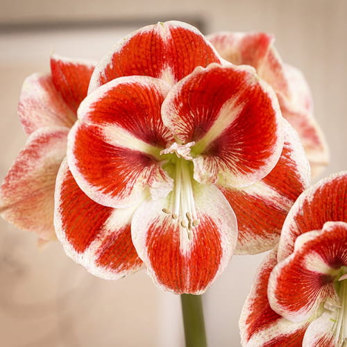 Amaryllis (Hippeastrum) Santiago - for Sale Amaryllis (Hippeastrum) Santiago