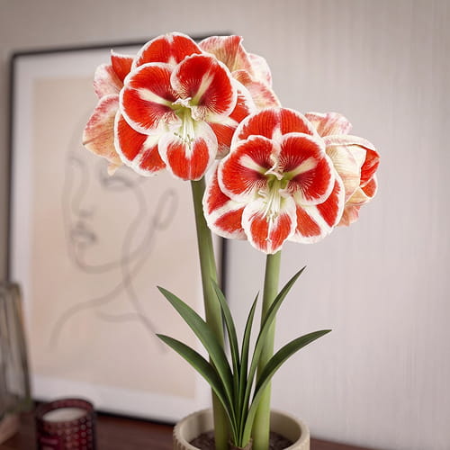 Amaryllis (Hippeastrum) Santiago - for Sale Amaryllis (Hippeastrum) Santiago
