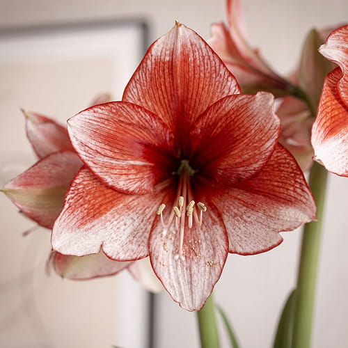 Amaryllis (Hippeastrum) Stardust - for Sale Amaryllis (Hippeastrum) Stardust