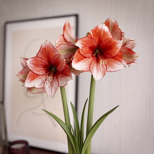 Amaryllis (Hippeastrum) Stardust - for Sale Amaryllis (Hippeastrum) Stardust