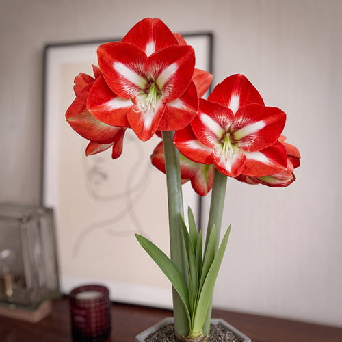 Amaryllis (Hippeastrum) Stargazer - for Sale Amaryllis (Hippeastrum) Stargazer