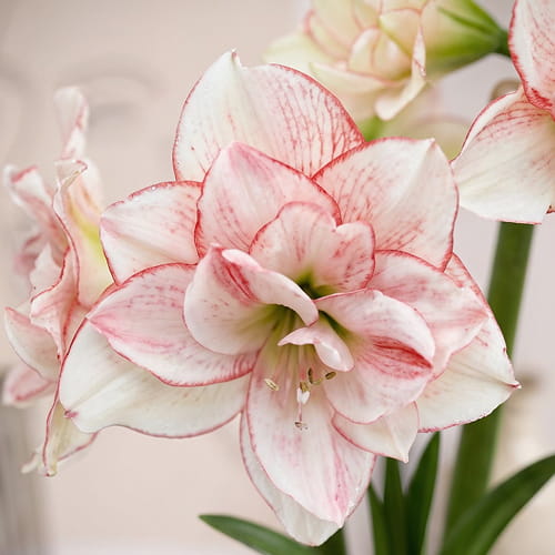 Amaryllis (Hippeastrum) Striped Amadeus - for Sale Amaryllis (Hippeastrum) Striped Amadeus