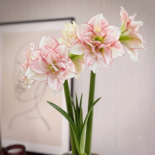 Amaryllis (Hippeastrum) Striped Amadeus - for Sale Amaryllis (Hippeastrum) Striped Amadeus