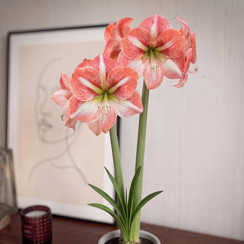 Amaryllis (Hippeastrum) Strong King - for Sale Amaryllis (Hippeastrum) Strong King