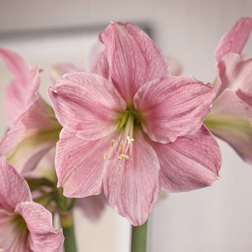Amaryllis (Hippeastrum) Sweet Star - for Sale Amaryllis (Hippeastrum) Sweet Star