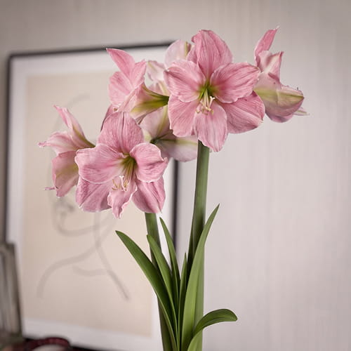 Amaryllis (Hippeastrum) Sweet Star - for Sale Amaryllis (Hippeastrum) Sweet Star