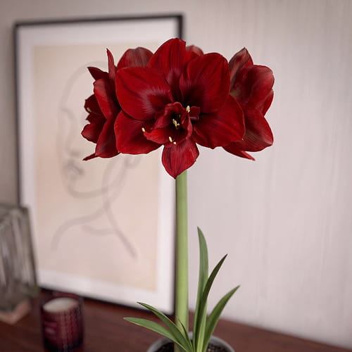 Amaryllis (Hippeastrum) Velvet Nymph - for Sale Amaryllis (Hippeastrum) Velvet Nymph