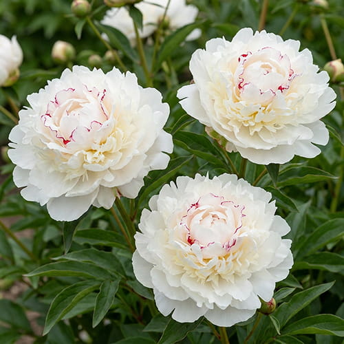 Peony Boule de Neige (Herbaceous) - for Sale Peony Boule de Neige (Herbaceous)