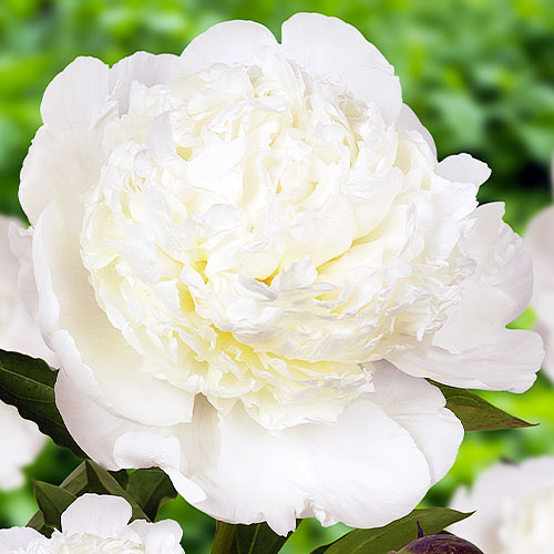 Peony Bowl of Cream (Herbaceous)