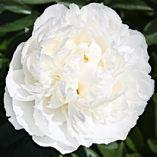 Peony Bowl of Cream (Herbaceous)