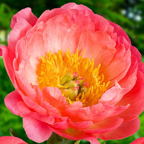 Peony Coral Sunset (Herbaceous)