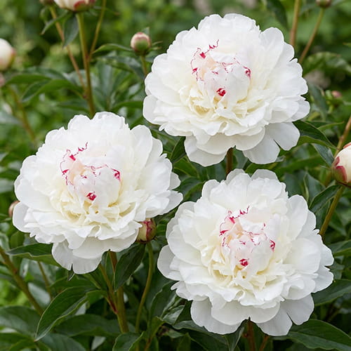 Pfingstrose Festiva Maxima (Herbaceous) - for Sale Pfingstrose Festiva Maxima (Herbaceous)