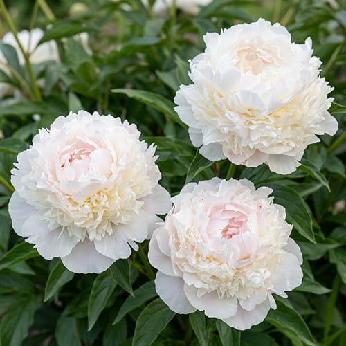 Pfingstrose Florence Nicholls (Herbaceous) - for Sale Pfingstrose Florence Nicholls (Herbaceous)