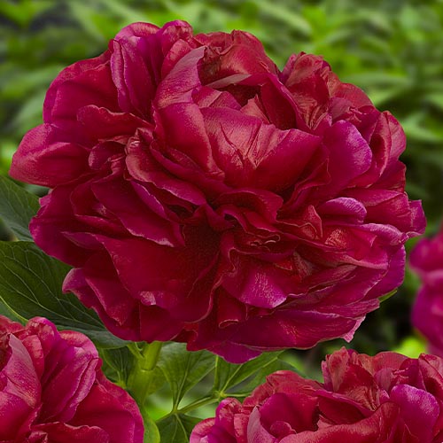 Peony Henry Bockstoce (Herbaceous)