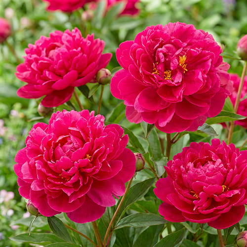 Peony Karl Rosenfield - for Sale Peony Karl Rosenfield