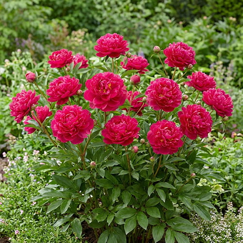 Peony Karl Rosenfield - for Sale Peony Karl Rosenfield