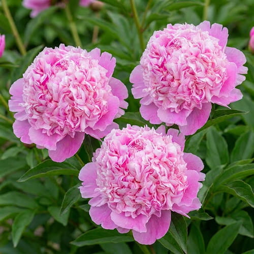 Peony Lady Anna (Herbaceous) - for Sale Peony Lady Anna (Herbaceous)