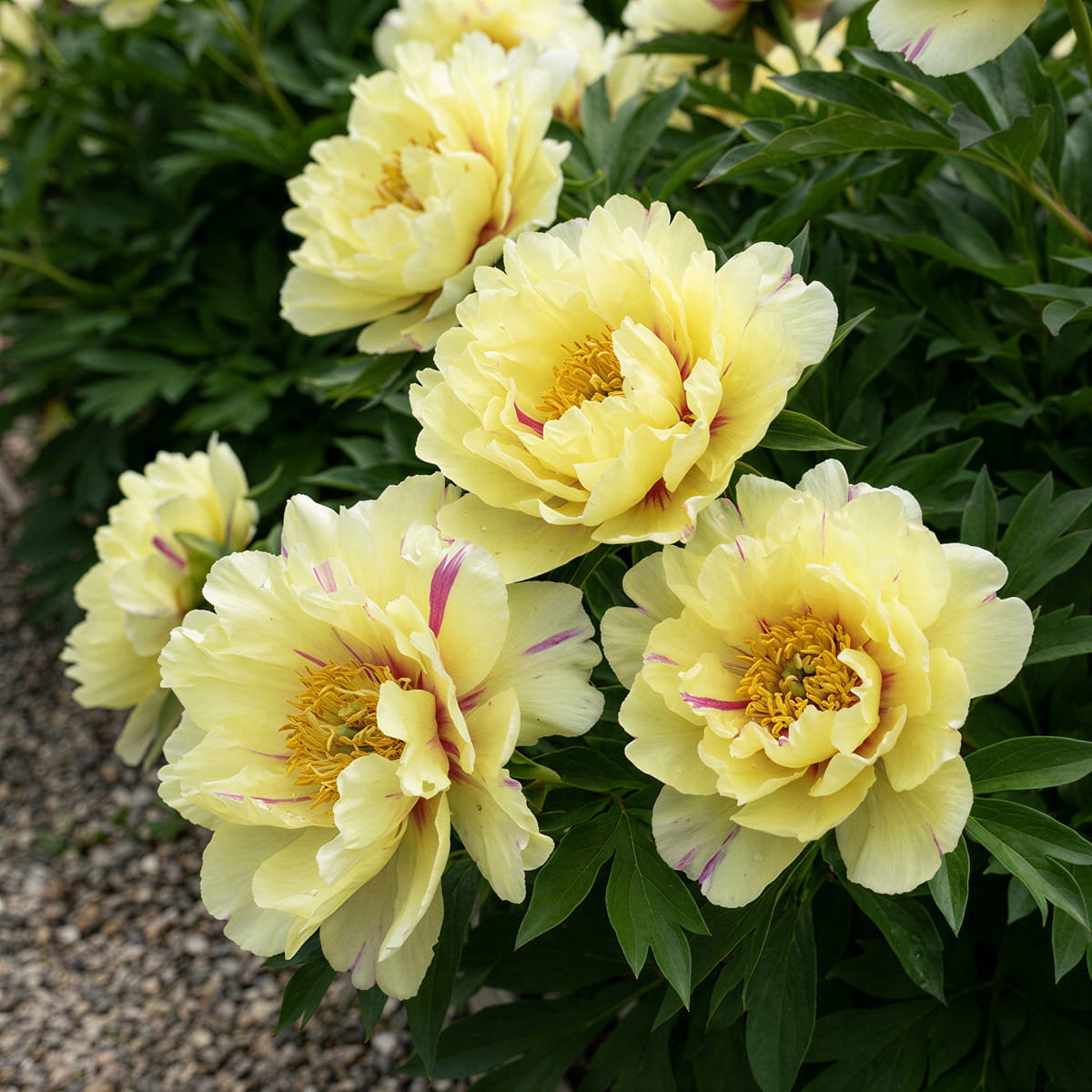 Peony Lemon Dream (ITOH) - for Sale Peony Lemon Dream (ITOH)