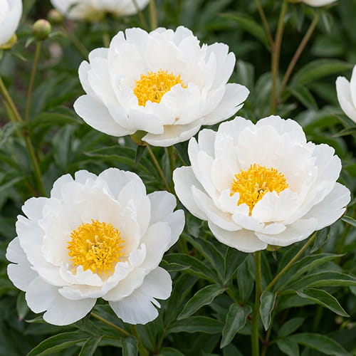 Peony Miss America (Herbaceous) - for Sale Peony Miss America (Herbaceous)