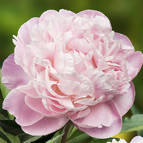 Peony Nick Shaylor (Herbaceous)