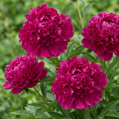 Peony Paul M. Wild (Herbaceous) - for Sale Peony Paul M. Wild (Herbaceous)