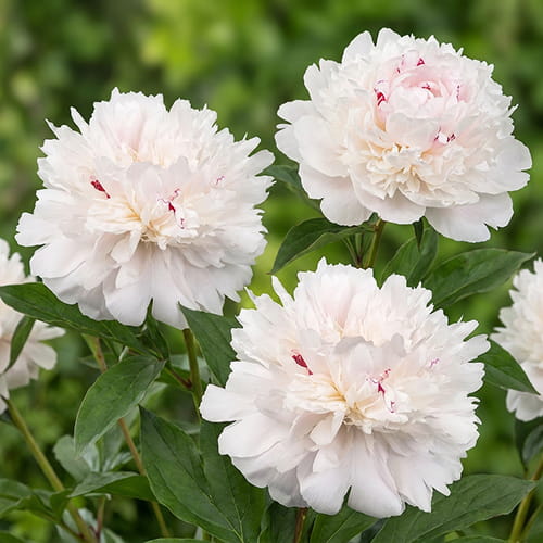 Peony Pecher (Herbaceous) - for Sale Peony Pecher (Herbaceous)