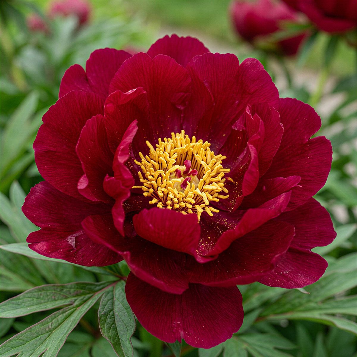 Peony Unique (Anderson) (ITOH ) - for Sale Peony Unique (Anderson) (ITOH )