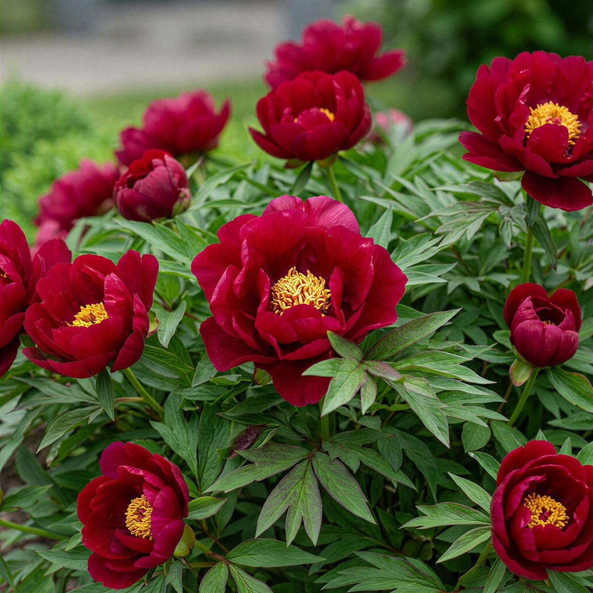 Peony Unique (Anderson) (ITOH ) - for Sale Peony Unique (Anderson) (ITOH )