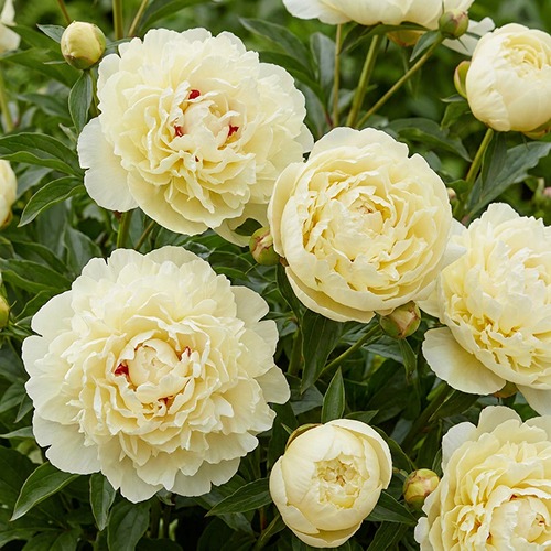 Peony Vanilla Schnapps (Herbaceous) - for Sale Peony Vanilla Schnapps (Herbaceous)