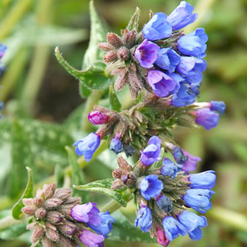 Pulmonaria (longifolia ) E.B. Anderson - for Sale Pulmonaria (longifolia ) E.B. Anderson