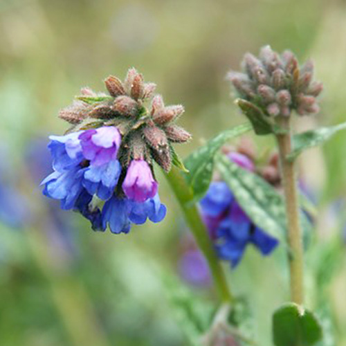 Pulmonaria (longifolia ) E.B. Anderson - for Sale Pulmonaria (longifolia ) E.B. Anderson