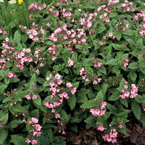 Pulmonaria (saccharata ) Dora Bielefeld - for Sale Pulmonaria (saccharata ) Dora Bielefeld