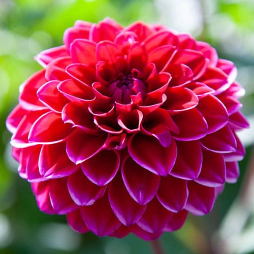 Dahlia Purple Flame - for Sale Dahlia Purple Flame