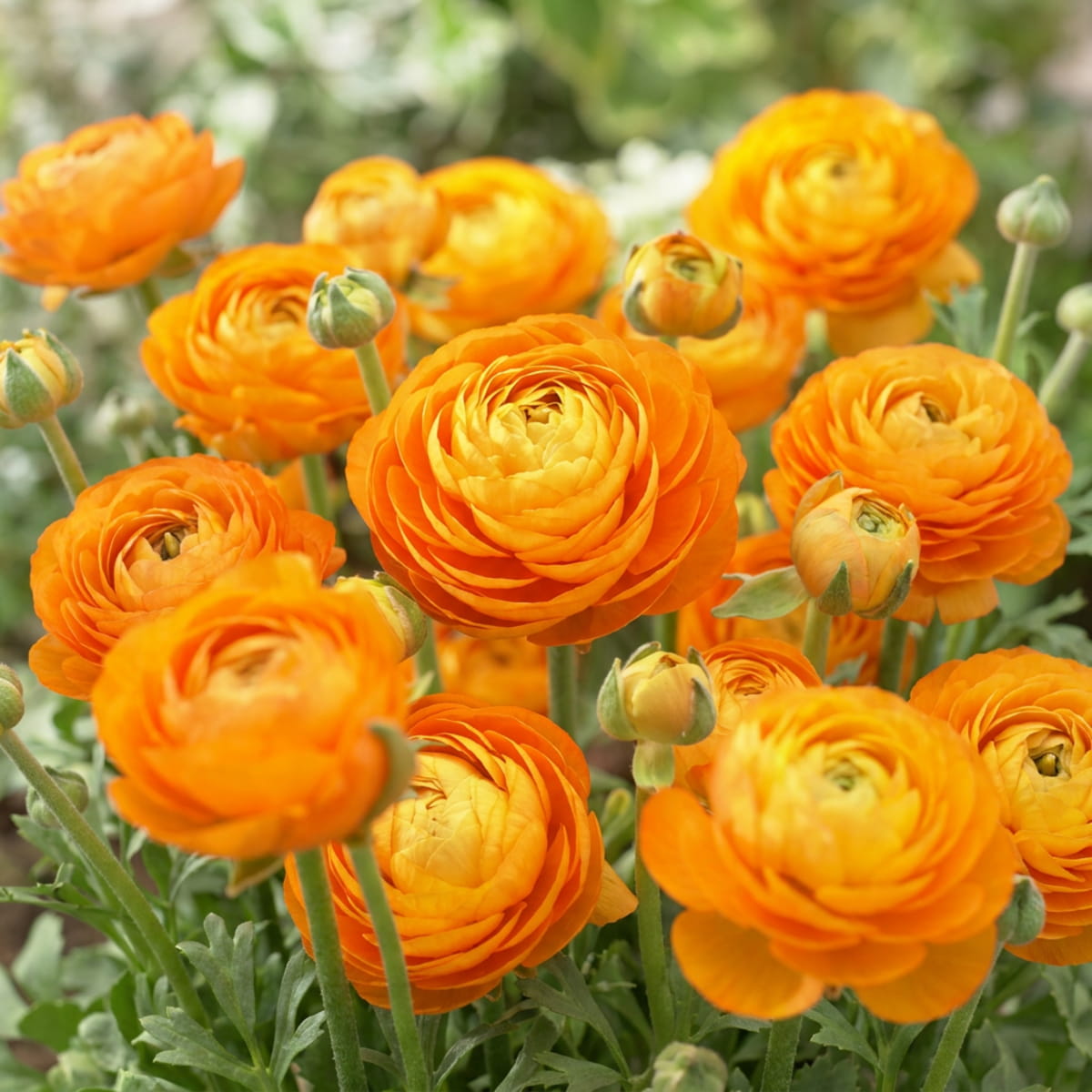 Ranunculus Aviv Orange - for Sale Ranunculus Aviv Orange