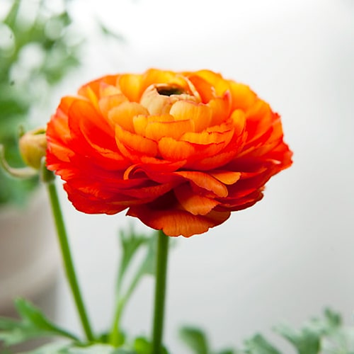 Ranunculus Aviv Picotee Orange - for Sale Ranunculus Aviv Picotee Orange