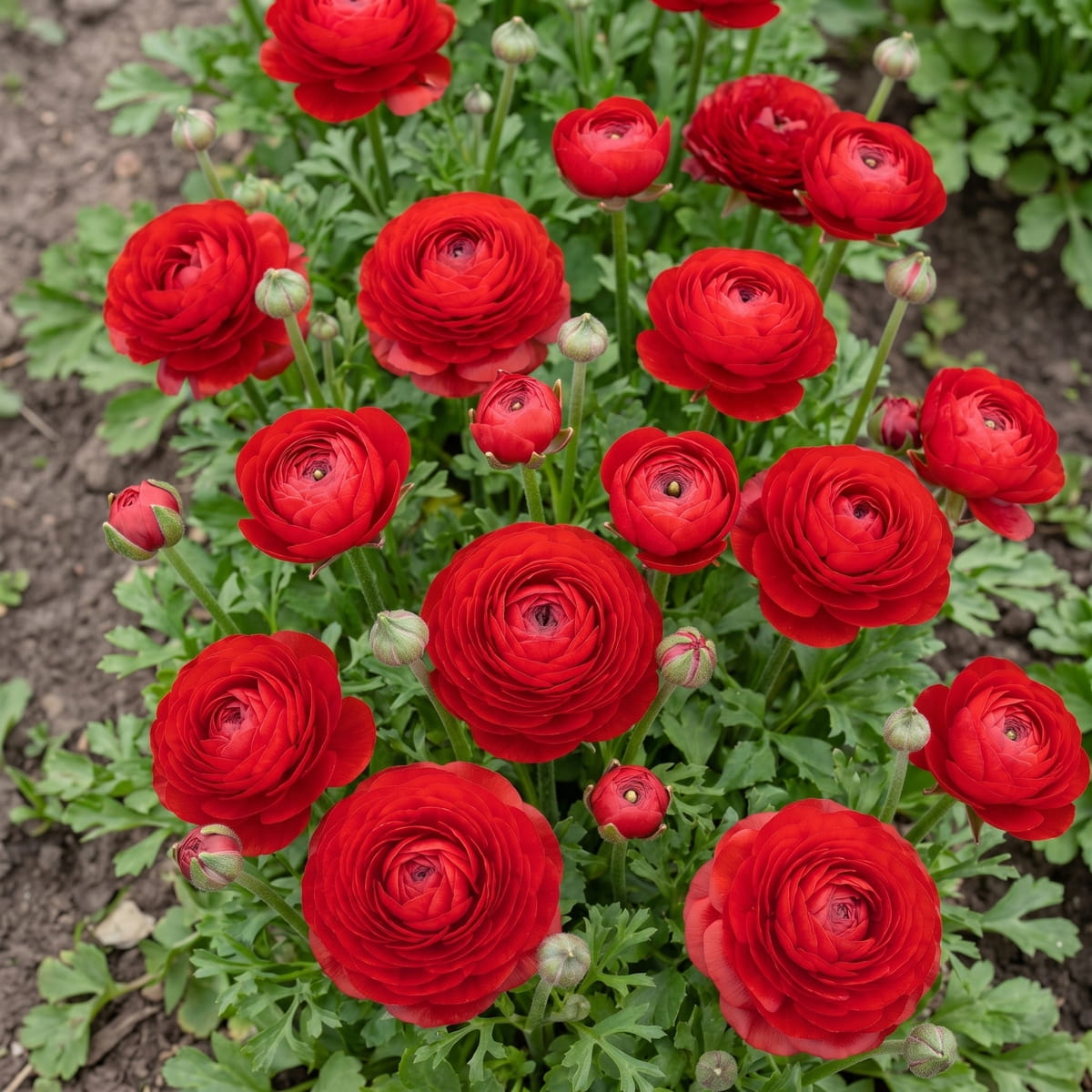 Ranunculus Aviv Red - for Sale Ranunculus Aviv Red