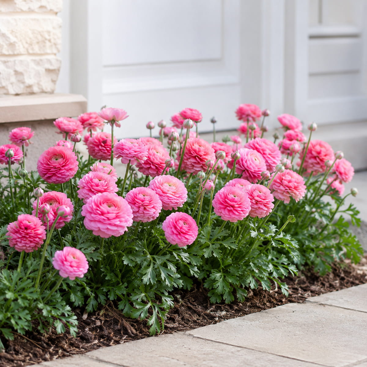 Ranunculus Aviv Roze - for Sale Ranunculus Aviv Roze