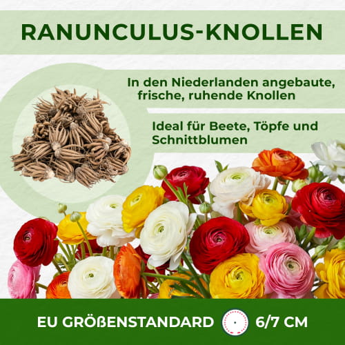 Ranunkel Aviv Gold - for Sale Ranunkel Aviv Gold