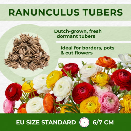 Ranunculus Dark Pink - for Sale Ranunculus Dark Pink