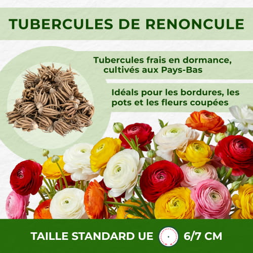 Ranunculus Aviv Gold - for Sale Ranunculus Aviv Gold