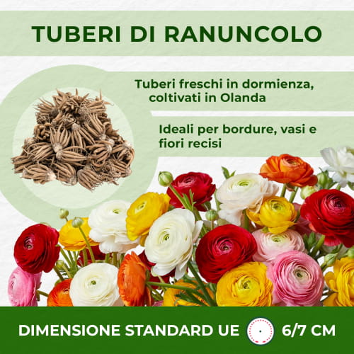 Ranunculus Aviv Gold - for Sale Ranunculus Aviv Gold