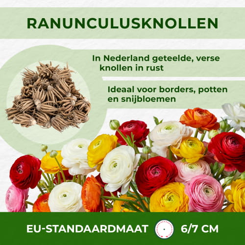 Ranunculus Aviv Gold - for Sale Ranunculus Aviv Gold