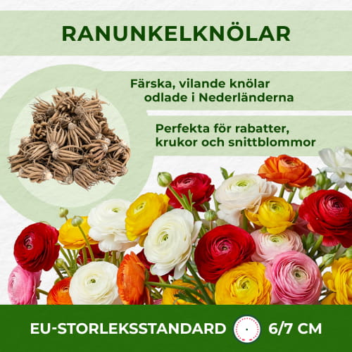Ranunculus Aviv Gold - for Sale Ranunculus Aviv Gold