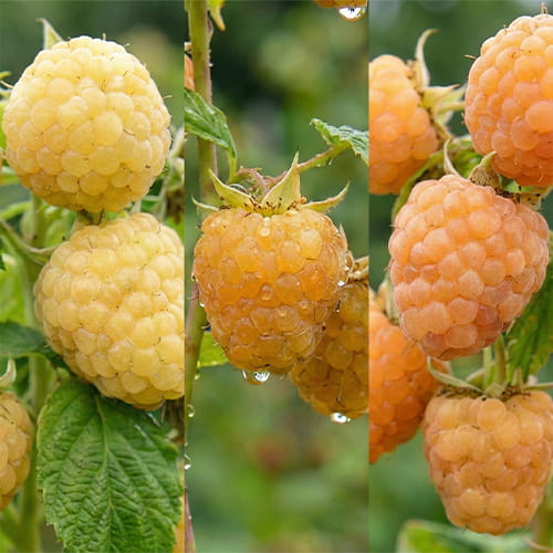 Rasberry Yellow Collection (3 bare-root plants) - for Sale Rasberry Yellow Collection (3 bare-root plants)