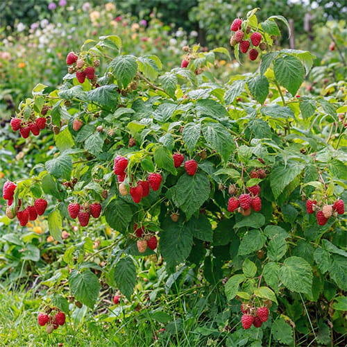 Raspberry Cascade Delight - for Sale Raspberry Cascade Delight
