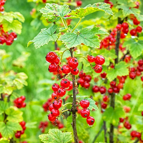 Red Currant Jonker van Tets - for Sale Red Currant Jonker van Tets