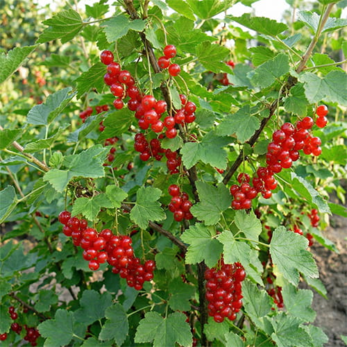 Red Currant Junifer - for Sale Red Currant Junifer