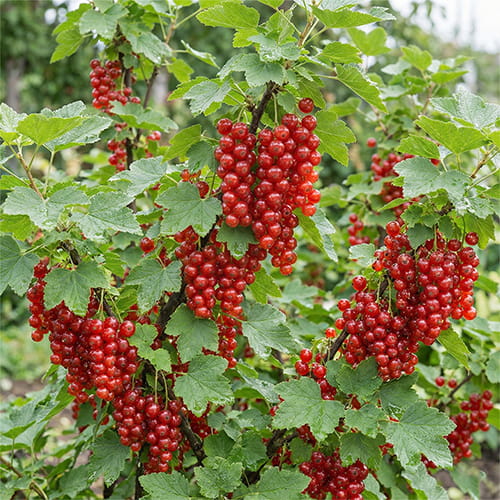 Red Currant Rondom - for Sale Red Currant Rondom