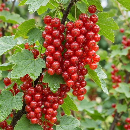 Red Currant Rondom - for Sale Red Currant Rondom