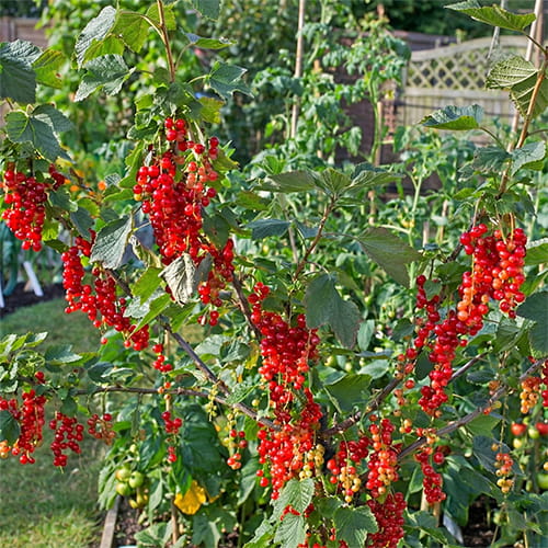 Red Currant Rovada - for Sale Red Currant Rovada